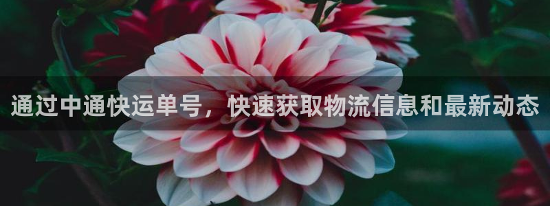 28圈游戏官网平台