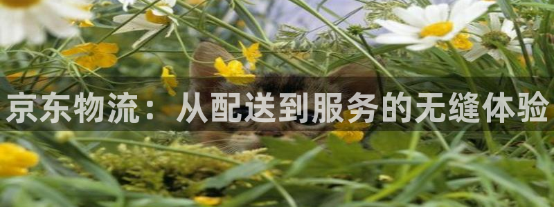 28圈如何注销账号:京东物流:从配送