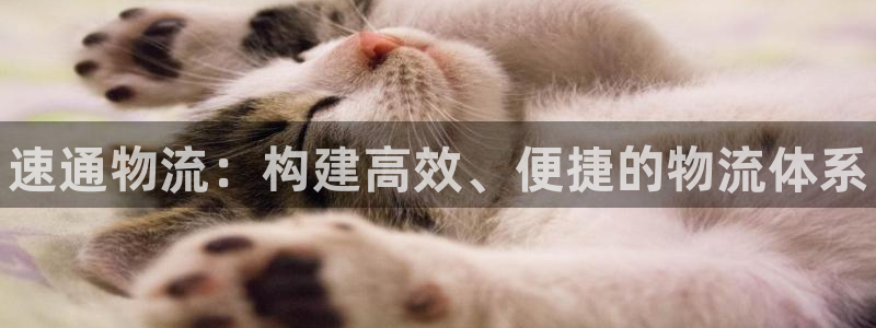 28圈能赢钱吗：速通物流：构建高效、